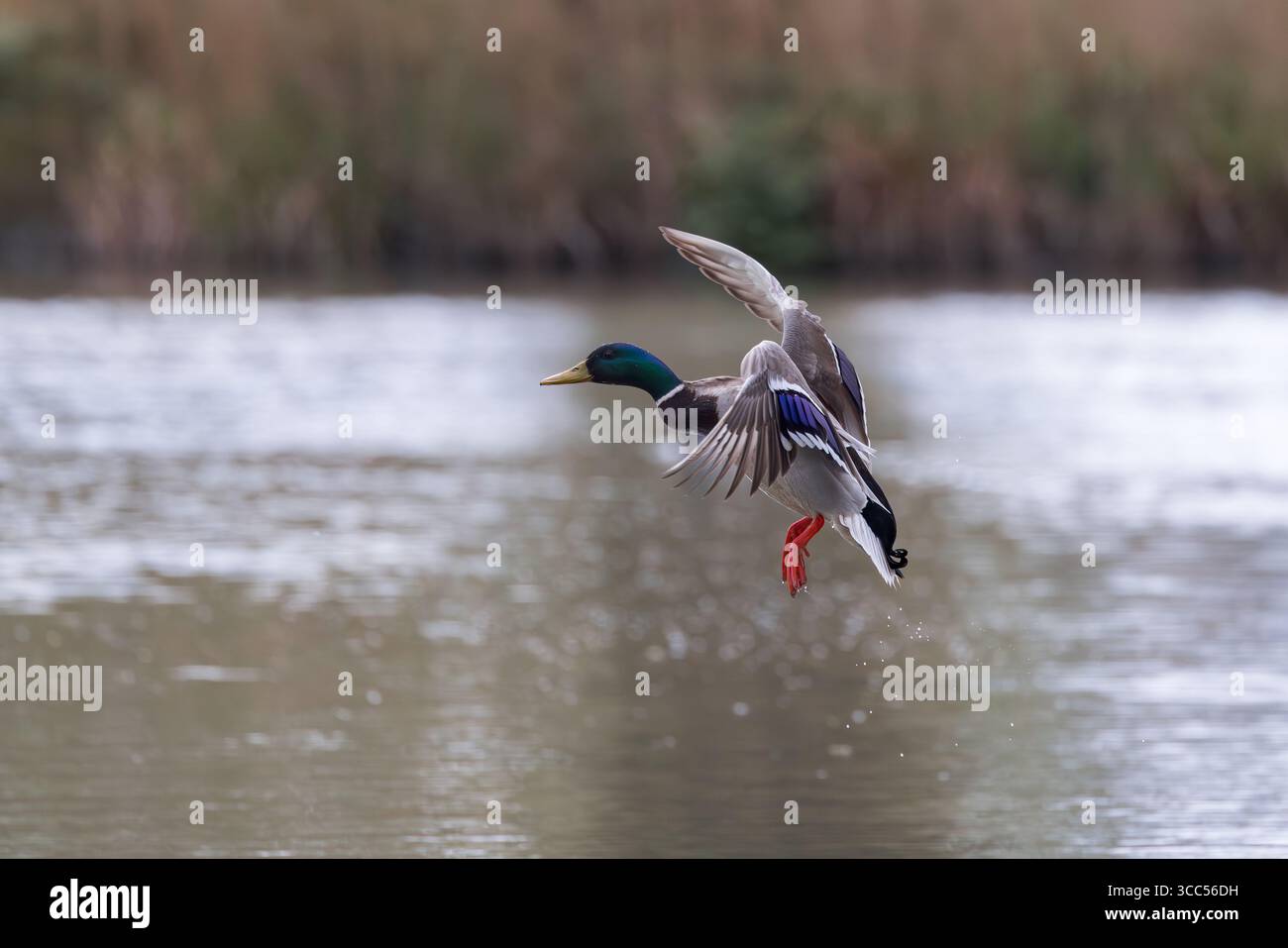 Mallard [ Anas platyrhynchos ] uccello maschio poco dopo il decollo dal lago Foto Stock