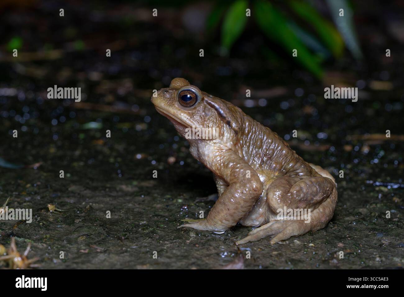 Bankoro Toad (Bufo bankorensis) 盤古蟾蜍 arroccato su un terreno umido scuro in habitat naturale Foto Stock