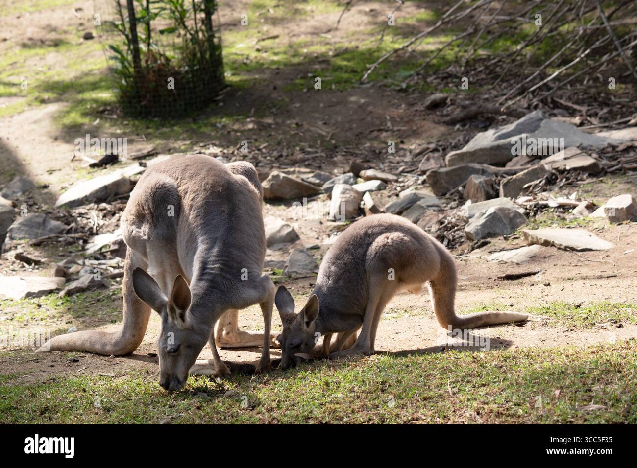 I canguri rossi femminili sono più piccoli dei maschi e sono grigio-blu con una sfumatura marrone, di colore grigio pallido, Foto Stock