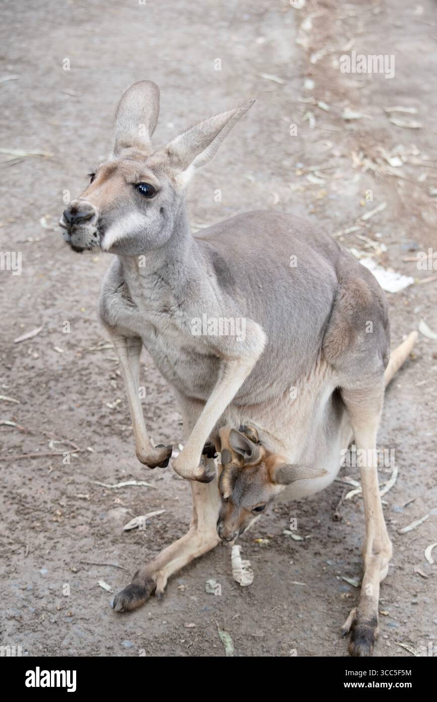 I canguri rossi femminili sono più piccoli dei maschi e sono grigio-blu con una sfumatura marrone, di colore grigio pallido, Foto Stock