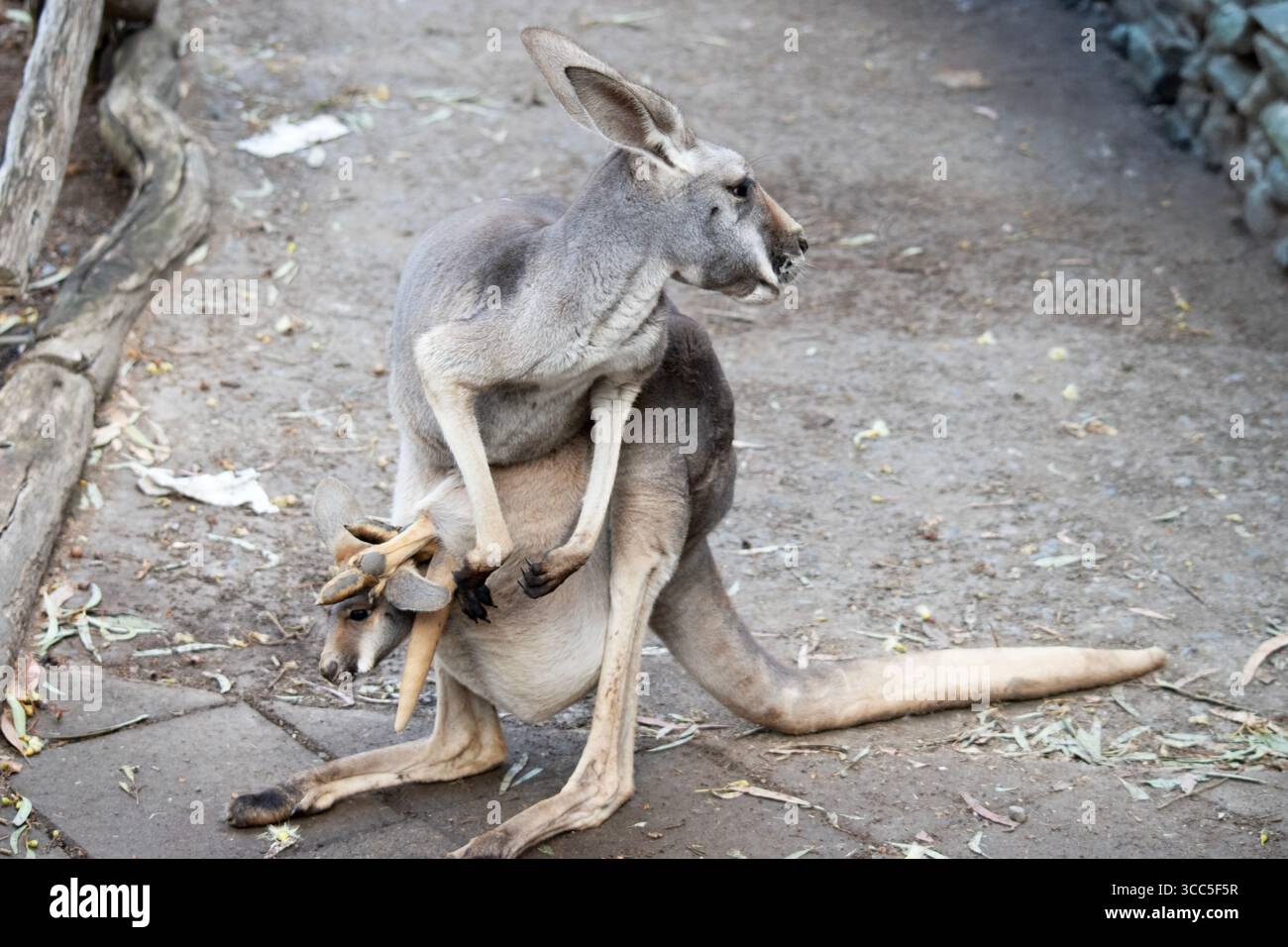 I canguri rossi femminili sono più piccoli dei maschi e sono grigio-blu con una sfumatura marrone, di colore grigio pallido, Foto Stock