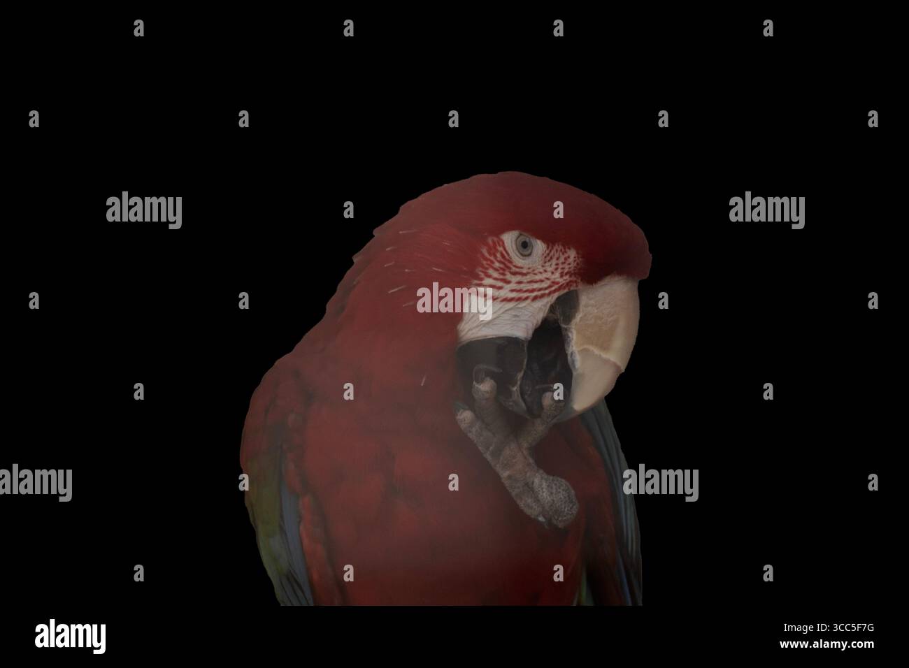 l'ara rossa sta pulendo le unghie Foto Stock
