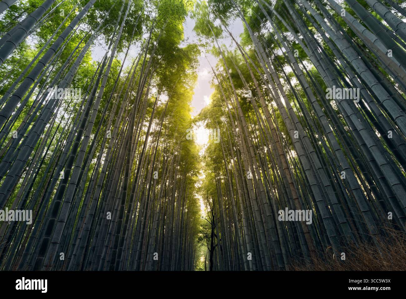 La luce mattutina filtra attraverso densi gambi di bambù nell'Arashiyama Bamboo Grove Kyoto formando uno schema verticale simmetrico con un'apertura luminosa a fores Foto Stock