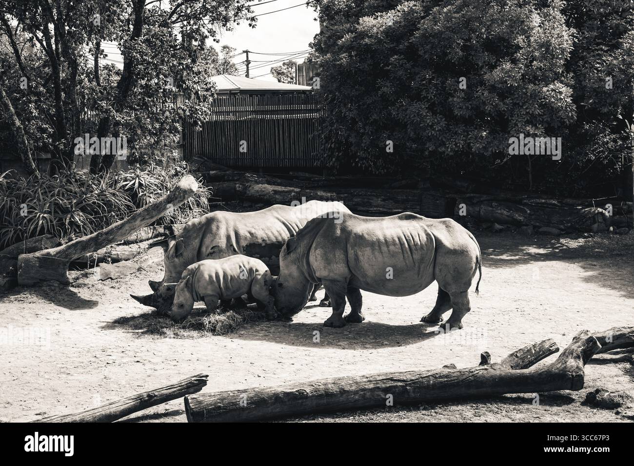 Abbiamo passato il fine settimana ad Auckland Foto Stock