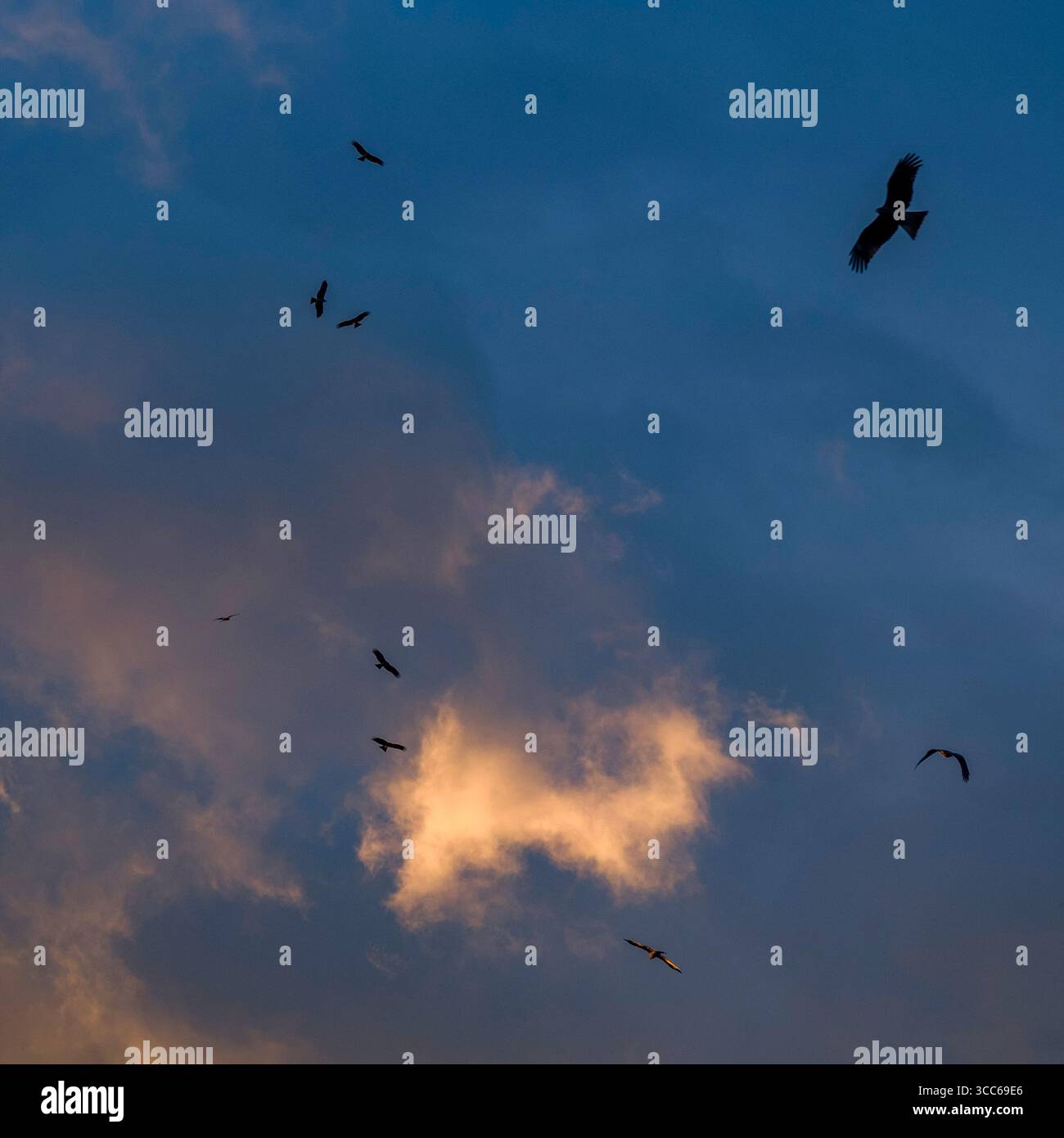 Un gruppo di uccelli vola con grazia sullo sfondo di un vibrante cielo al tramonto, creando un'atmosfera tranquilla e serena. I colori caldi si fondono con i marinai Foto Stock