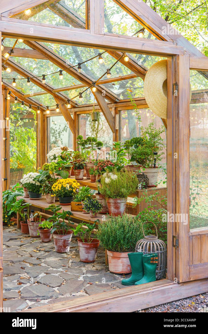 Vasi con fiori e piante in piedi sugli scaffali all'interno della serra sullo sfondo soleggiato del giardino. Vegetazione naturale, elementi del giardino e pianta in vaso Foto Stock