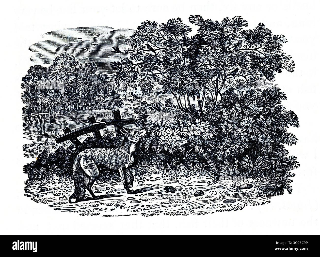 Un'illustrazione in bianco e nero di una volpe in allerta su un sentiero boschivo. Il suo sguardo è fissato su un fitto cespuglio, suggerendo curiosità o cautela. Dietro di essa, una recinzione rustica in legno confina con un pendio boscoso, con alberi e colline lontane che aggiungono profondità. La composizione evoca tensioni tranquille in un ambiente rurale e naturale. Da una selezione di incisioni stampate in rame e legno pubblicate da Henry Kent Causton nel 1851 come parte del libro di Izaak Walton e Charles Cotton, The Compleat Angler. Foto Stock