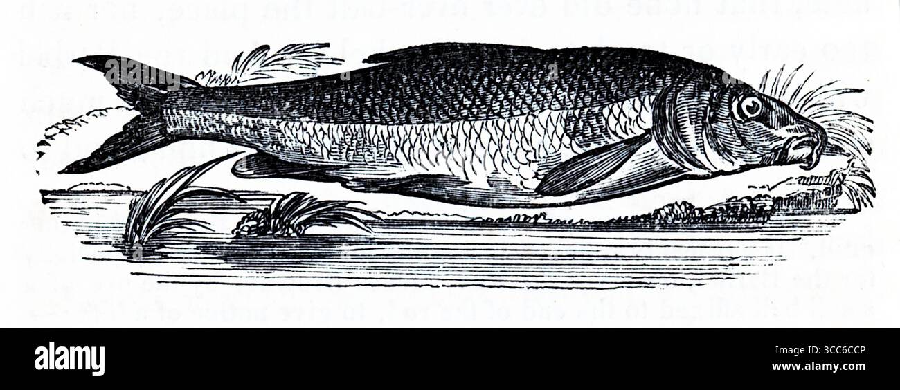 Questa incisione raffigura un Barbel comune (Barbus Barbus), identificabile dal suo corpo allungato, dalla coda a forca e dalle distintive biglie accoppiate vicino alla sua bocca, utilizzate per rilevare il cibo lungo i letti dei fiumi. Il pesce è mostrato orizzontalmente sopra le piante acquatiche, evocando il suo habitat naturale in fiumi ricchi di ossigeno e dal fondo di ghiaia. La precisione anatomica e la posa statica suggeriscono un'illustrazione scientifica o di archivio. Da una selezione di incisioni stampate in rame e legno pubblicate da Henry Kent Causton nel 1851 come parte del libro di Izaak Walton e Charles Cotton, The Compleat Angler. Foto Stock