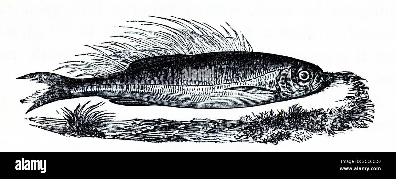 Questa incisione raffigura uno spratto europeo (Sprattus sprattus), un piccolo pesce da foraggio argentato della famiglia delle aringhe (Clupeidae). Il pesce è mostrato lateralmente con un corpo affusolato, una coda a forchetta e scaglie fini. Piante acquatiche e rocce suggeriscono il suo habitat costiero o estuario. La composizione enfatizza la chiarezza anatomica e il contesto ecologico, ideale per l'uso archivistico o didattico. Da una selezione di incisioni stampate in rame e legno pubblicate da Henry Kent Causton nel 1851 come parte del libro di Izaak Walton e Charles Cotton, The Compleat Angler. Foto Stock