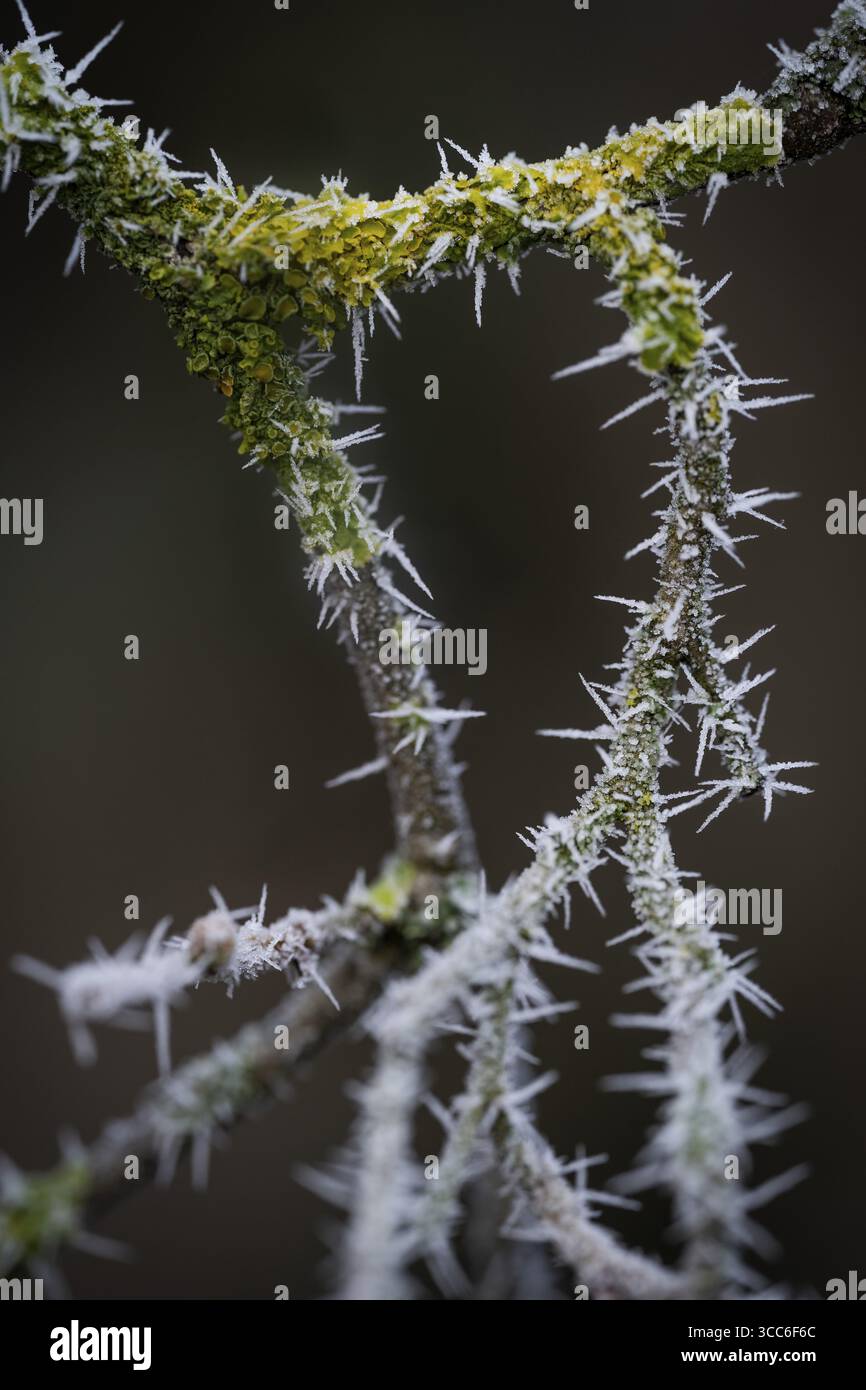 Rami di rose spinose ricoperti di hoarfrost, Hohenlohe, Baden-Wuerttemberg, Germania Foto Stock