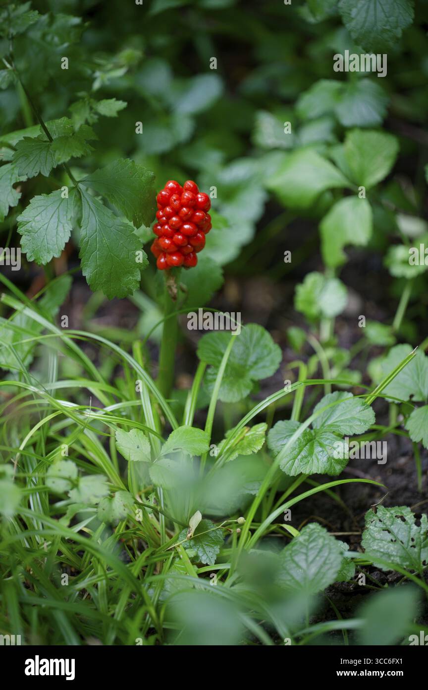 Arum, velenoso, parco naturale della foresta sveva-Franconica, Schwaebisch Hall, Hohenlohe, Germania Foto Stock
