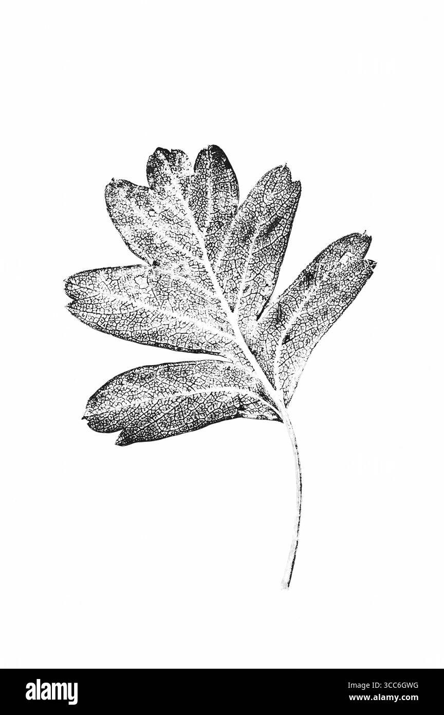 Immagine grafica monocromatica di una singola foglia di biancospino che rivela la sua dettagliata struttura venosa Foto Stock