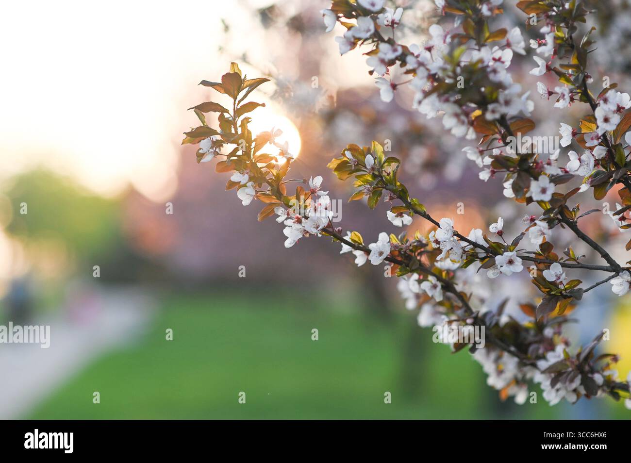 I ciliegi in piena fioritura, i loro petali rosa simboleggiano l'arrivo delle sorgenti. il paesaggio da sogno rosa, i ciliegi in fiore trasformano il parco in un paradiso fugace. che Foto Stock