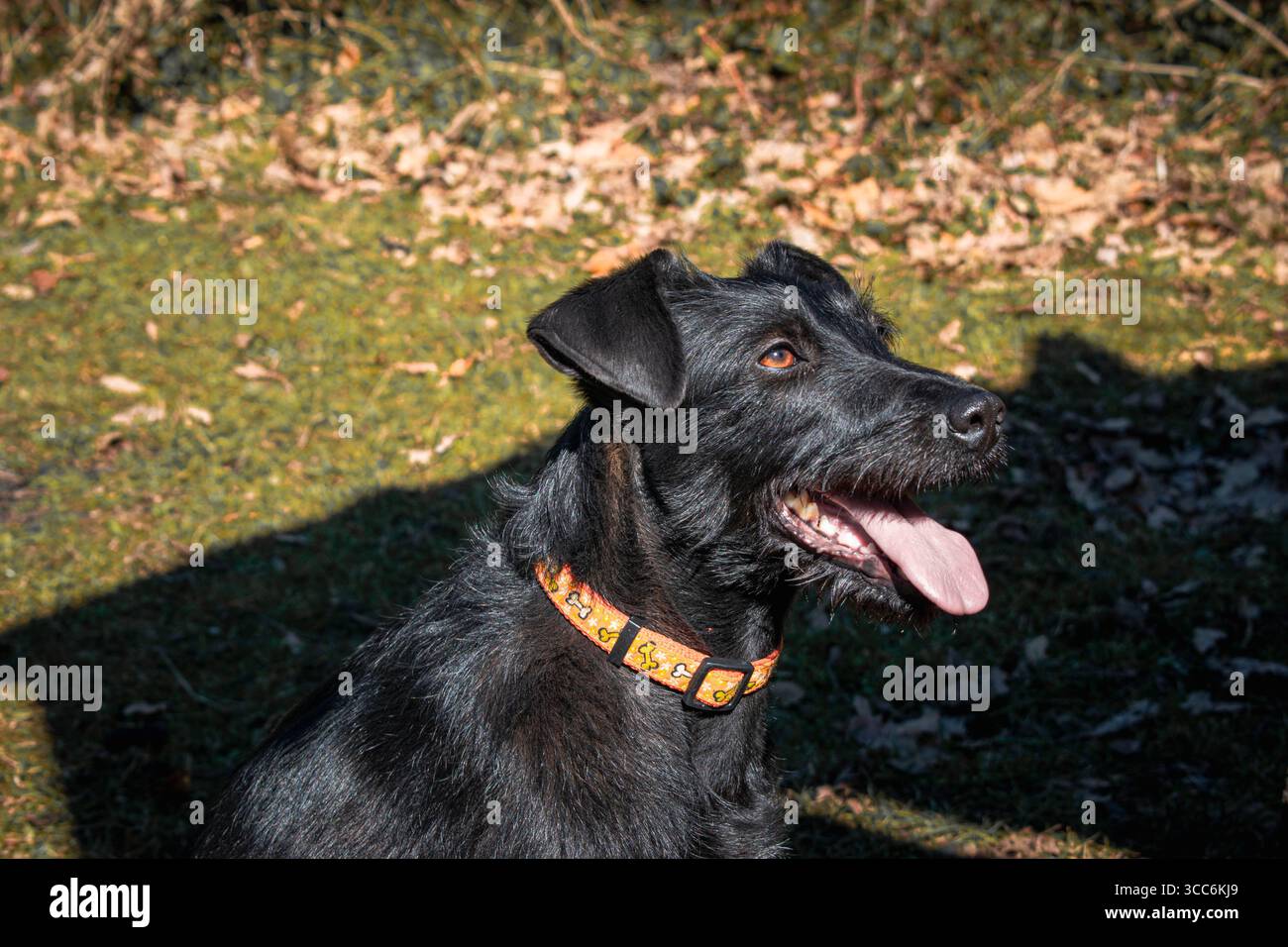 Un cane nero con pelliccia vellutata si trova in un ambiente soleggiato all'aperto, con la lingua fuori e gli occhi attenti con gioia. Indossa un colletto arancione brillante con motivi giocosi Foto Stock