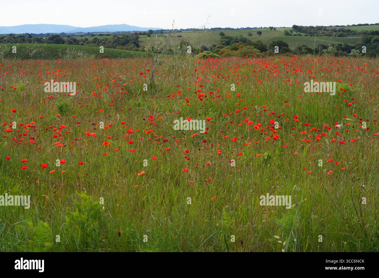 Campo di papavero selvaggio nella campagna francese in Provenza Foto Stock