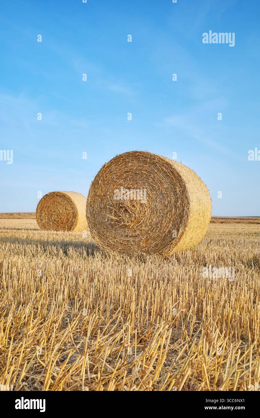 Un campo con balla di fieno al tramonto. Foto Stock