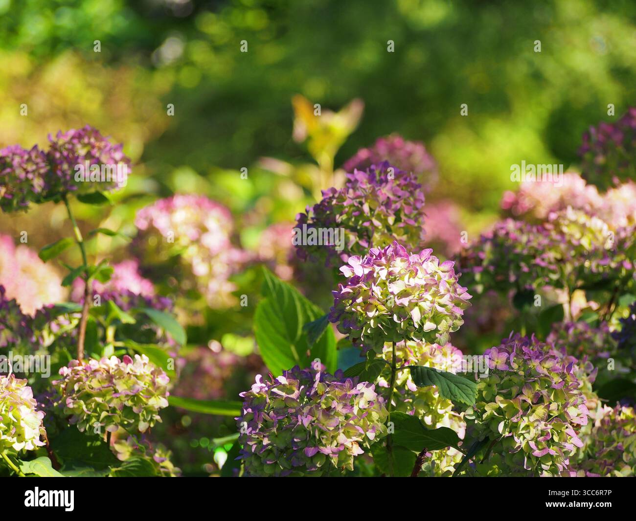 Hydrangea macrophylla «Endless Summer» – ortensie remontanti con grandi fiori di mophead blu, che fioriscono dalla tarda primavera all’autunno, popolare ornamentale Foto Stock