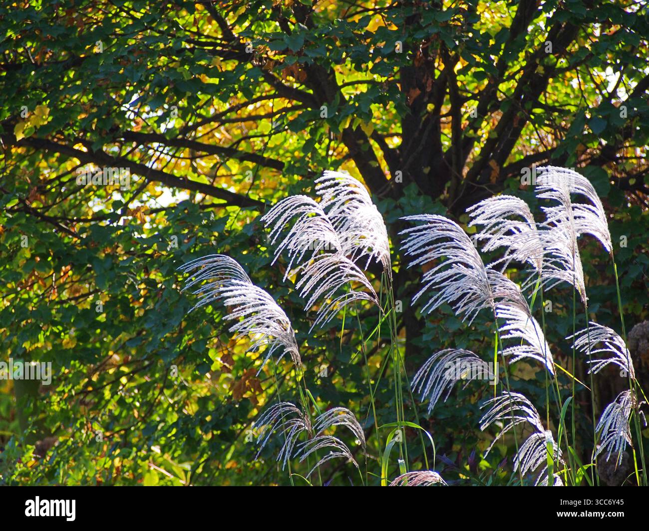 Miscanthus sinensis «Silberfeder» erba ornamentale in autunno, alti pennacchi d’argento e fogliame verde ad arco che brillano nel caldo sole stagionale Foto Stock