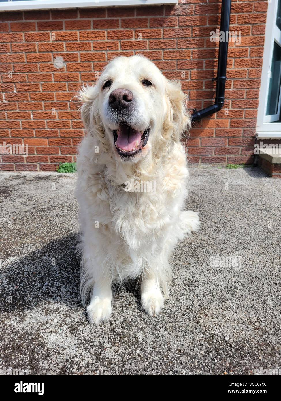 Un gioioso Golden retriever seduto al sole con un grande sorriso felice. Foto Stock