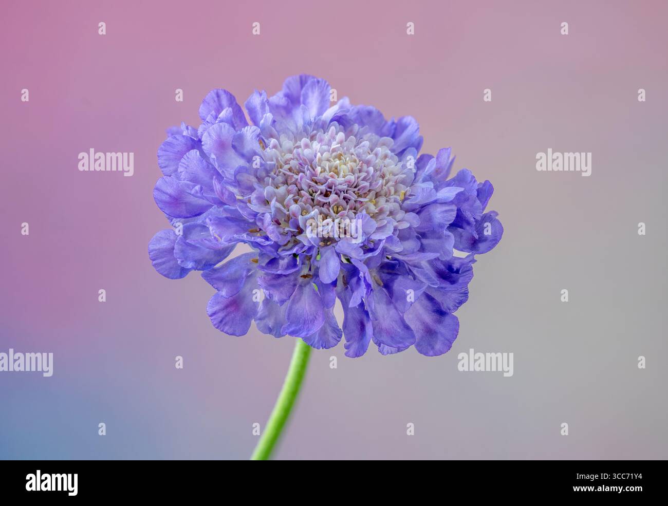 Un fiore Scabioso blu solitario, (Scabiosa columbaria), fotografato su sfondo malvagio Foto Stock