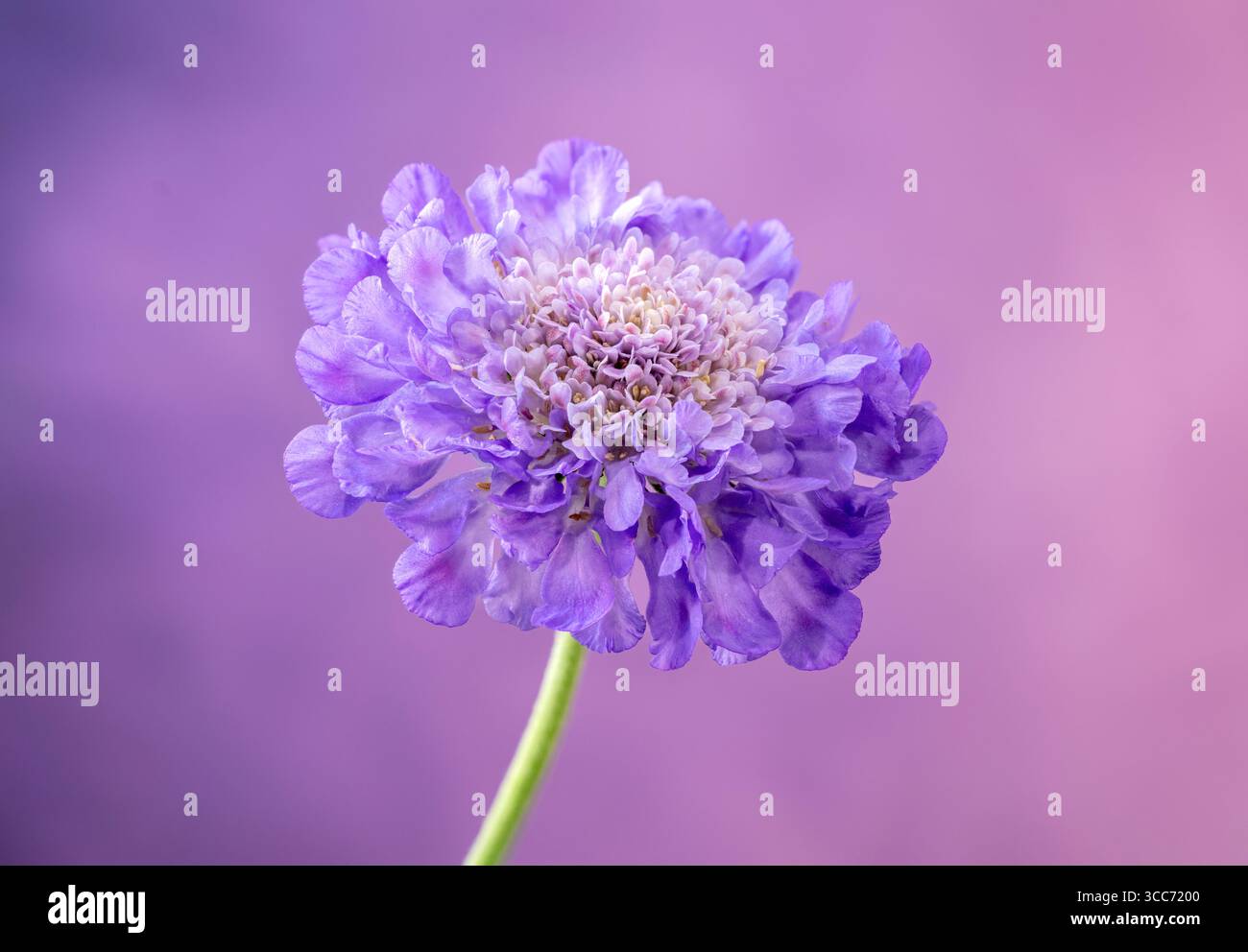 Un fiore Scabioso blu solitario, (Scabiosa columbaria), fotografato su sfondo malvagio Foto Stock