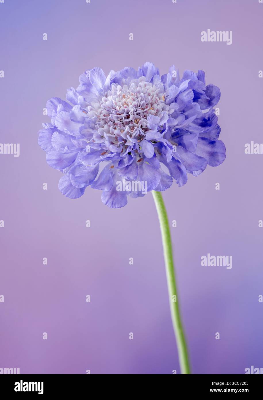 Un fiore Scabioso blu solitario, (Scabiosa columbaria), fotografato su sfondo malvagio Foto Stock