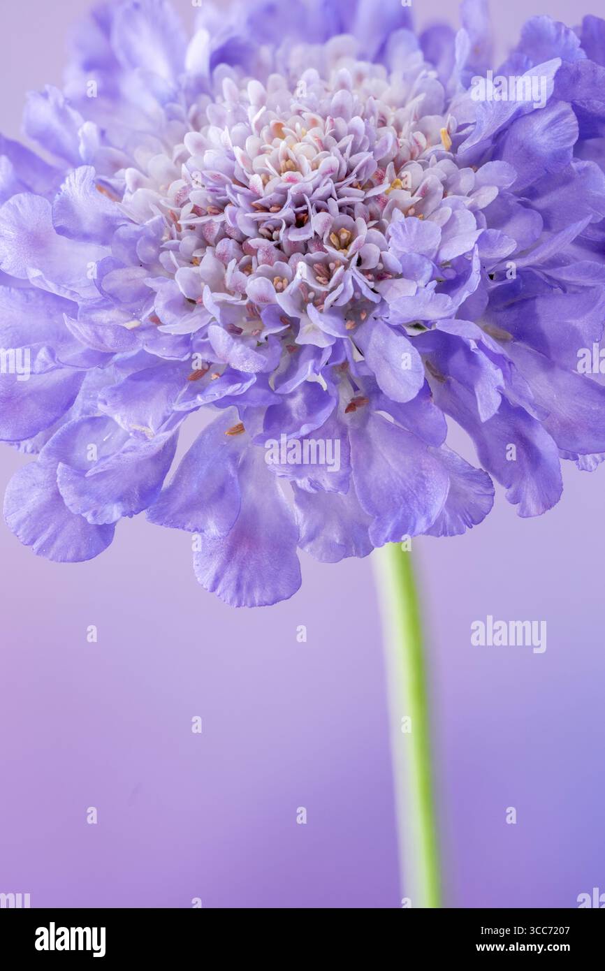 Un fiore Scabioso blu solitario, (Scabiosa columbaria), fotografato su sfondo malvagio Foto Stock