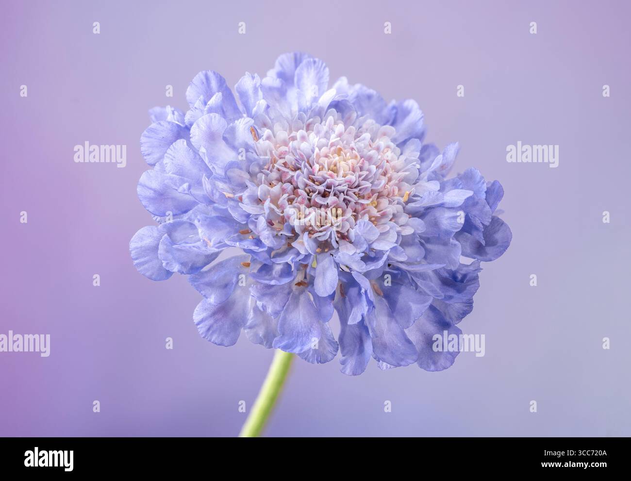 Un fiore Scabioso blu solitario, (Scabiosa columbaria), fotografato su sfondo malvagio Foto Stock
