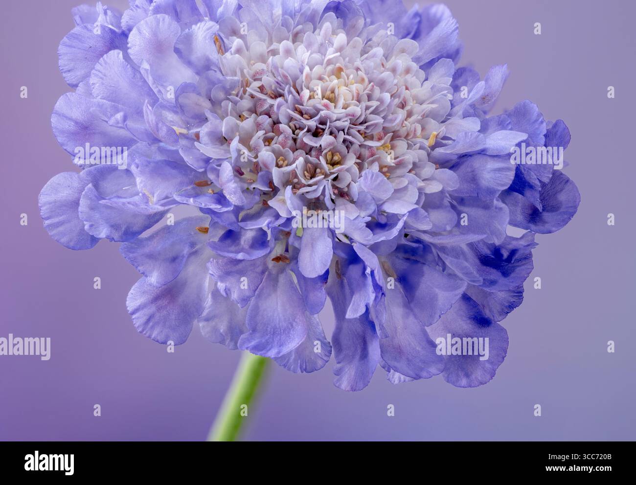 Un fiore Scabioso blu solitario, (Scabiosa columbaria), fotografato su sfondo malvagio Foto Stock