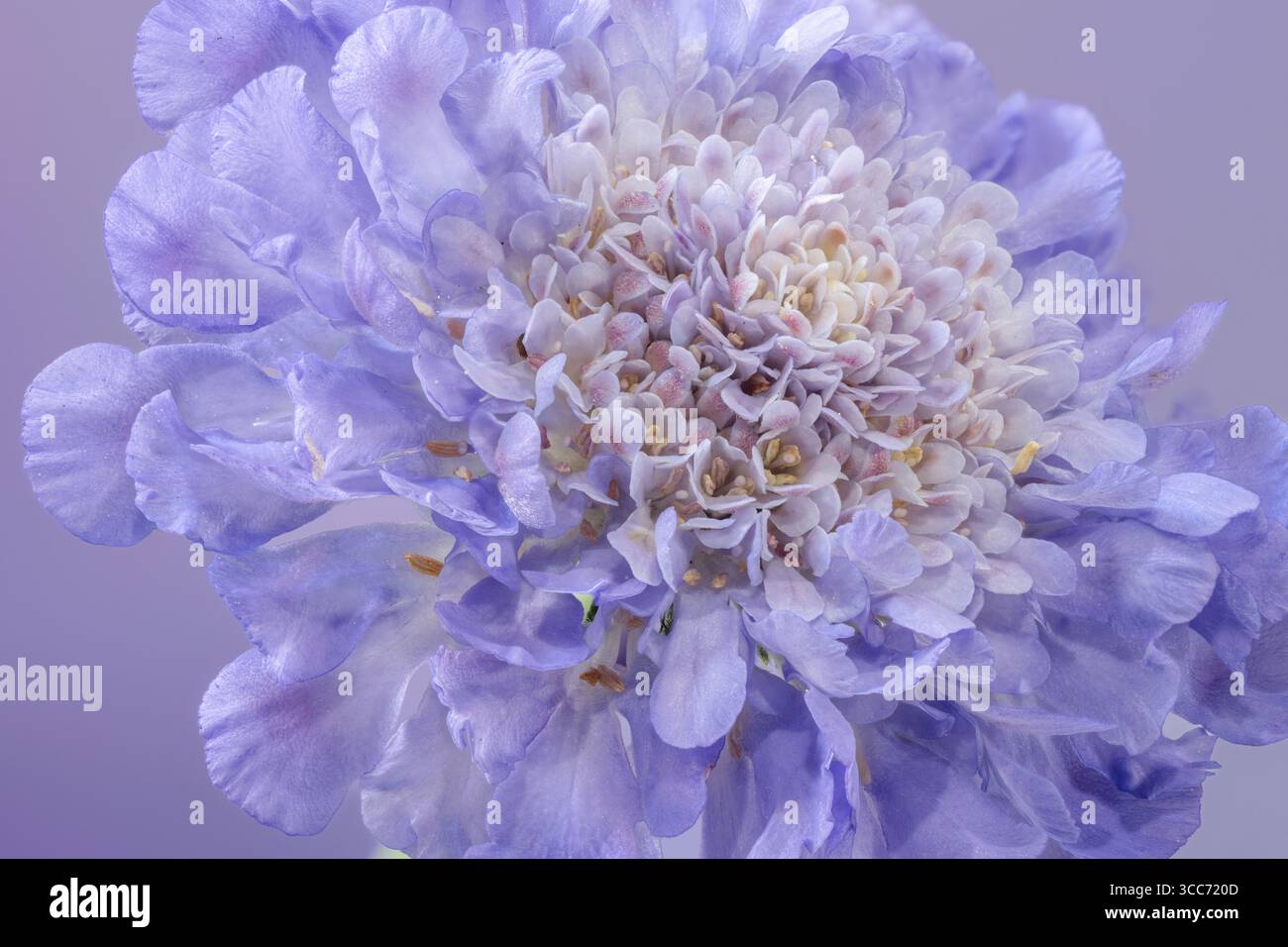 Un fiore Scabioso blu solitario, (Scabiosa columbaria), fotografato su sfondo malvagio Foto Stock