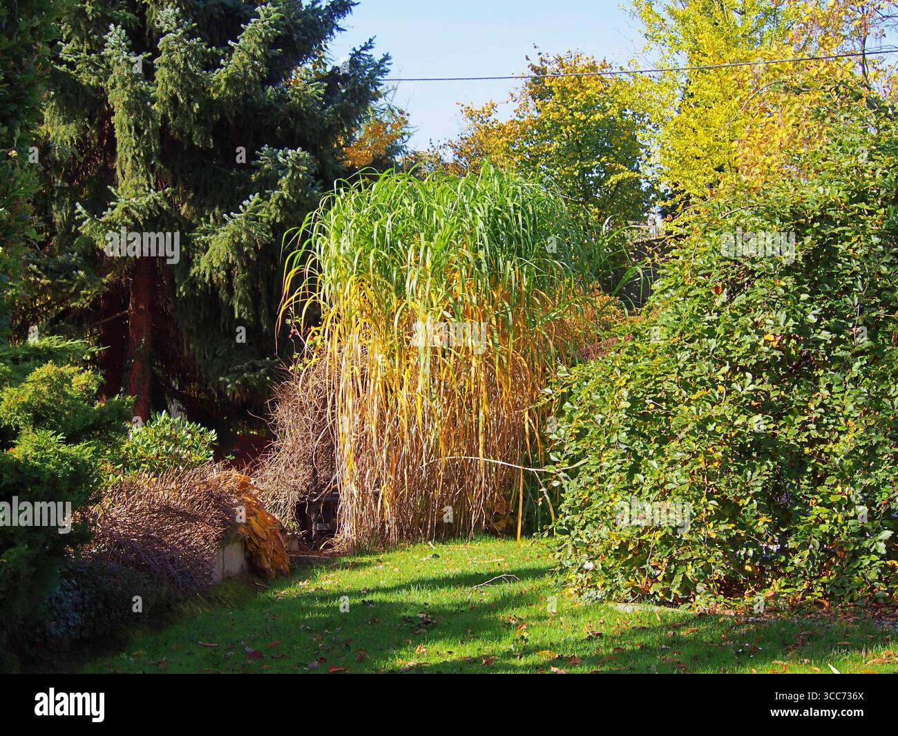 Miscanthus x giganteus gigantesco erba ornamentale in autunno, con alti pennacchi di fiori piumati e fogliame verde-oro Foto Stock