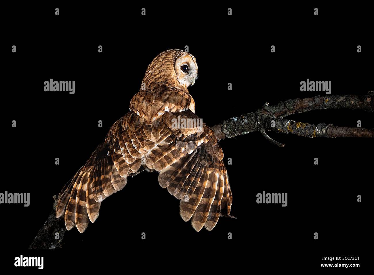 Il gufo di Tawny appollaiato su un ramo a guardare la partita Foto Stock