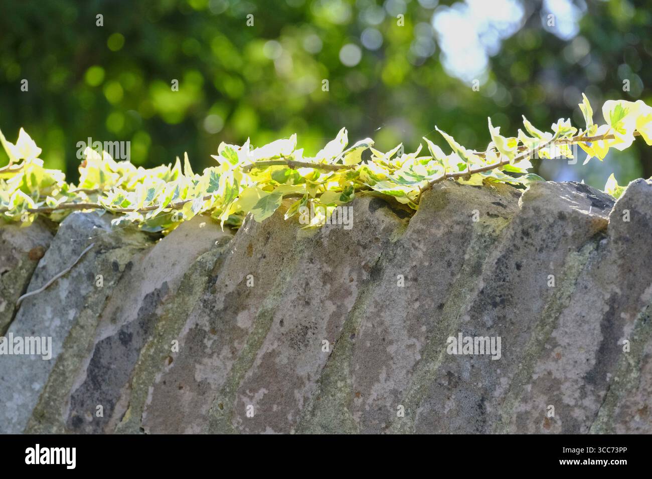 edera verde che cresce lungo la sommità di un vecchio muro di pietra, con la luce del sole che filtra attraverso gli alberi sullo sfondo. Foto Stock