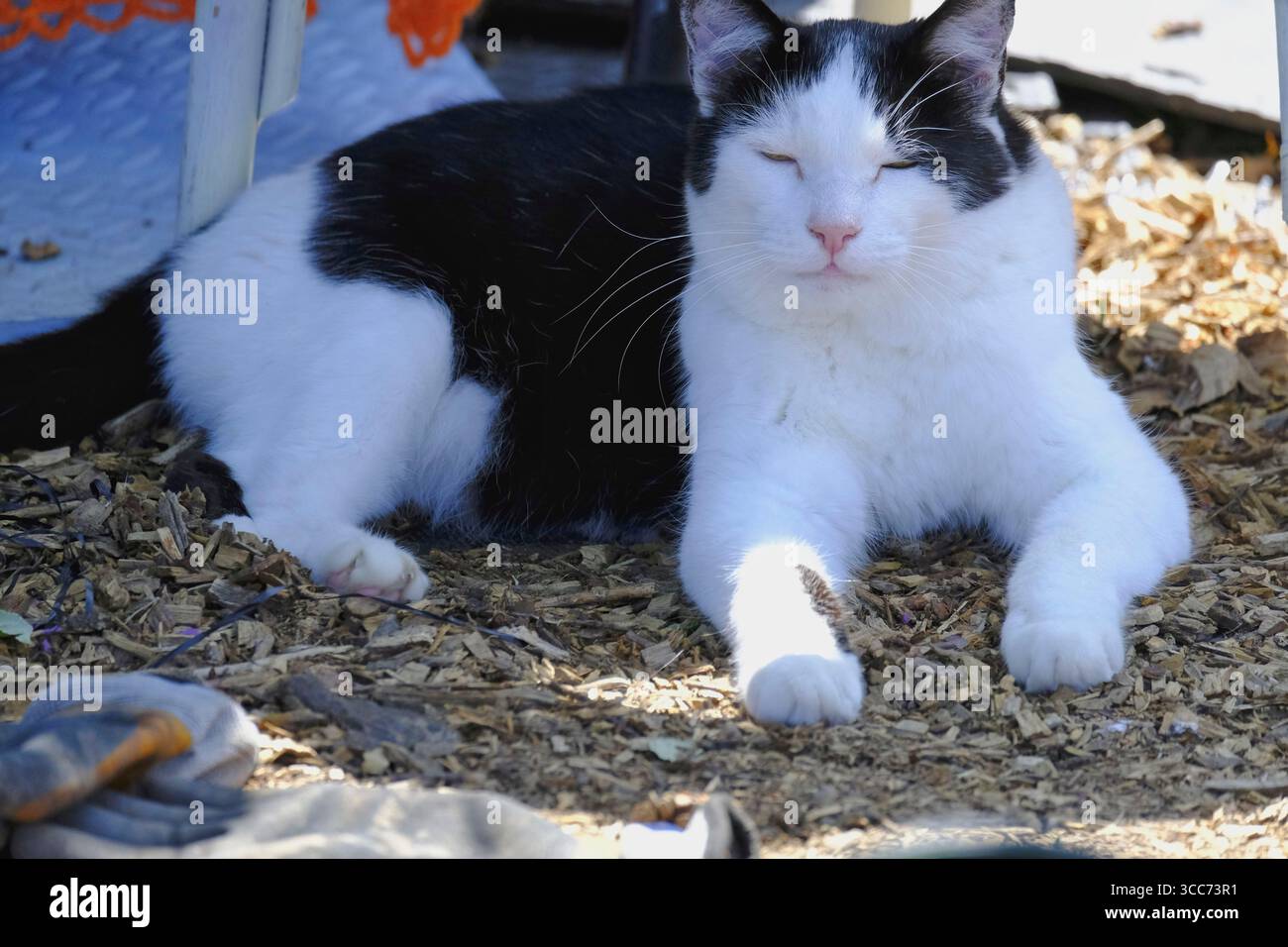 Gatto bianco e nero che si rilassa all'ombra di un giardino soleggiato, sdraiato su pacciame di legno e dall'aspetto tranquillo e piacevole. Foto Stock