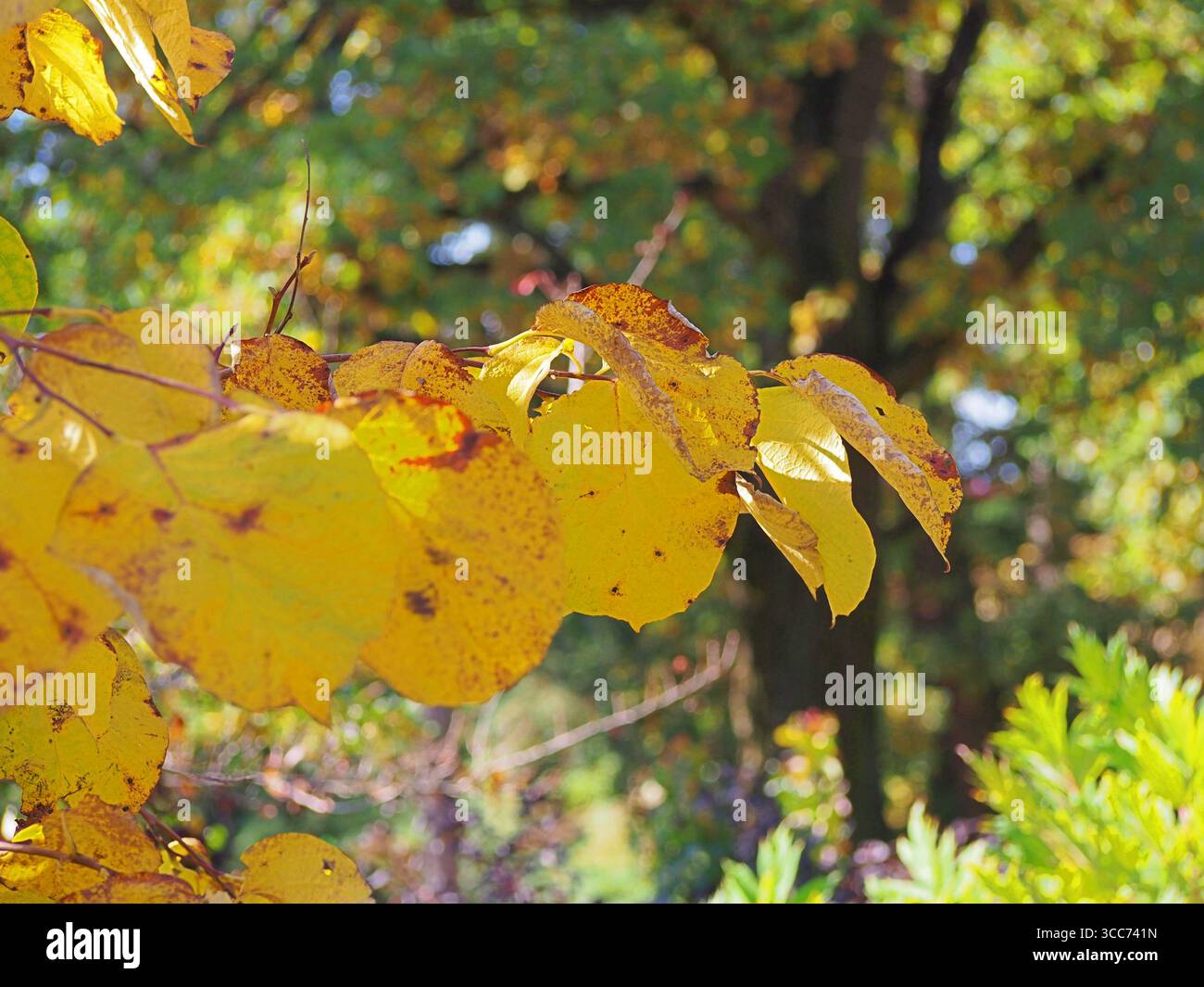 Styrax Obassia, grande campanello di neve con splendidi colori autunnali. Fogliame giallo oro di alberi decidui ornamentali. Foto Stock