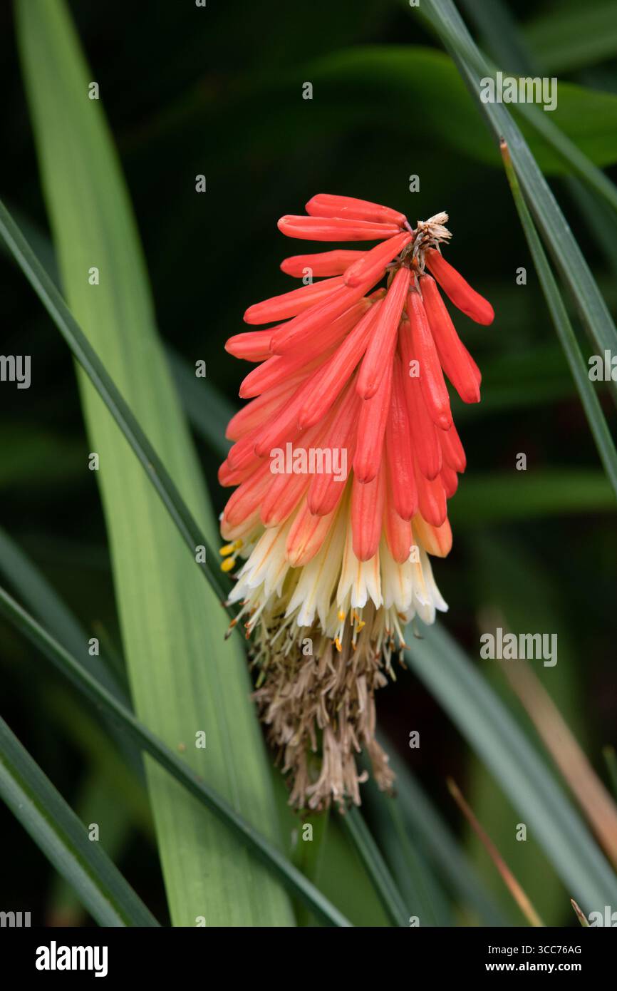 Kniphofia "divertimento incredibile" Foto Stock