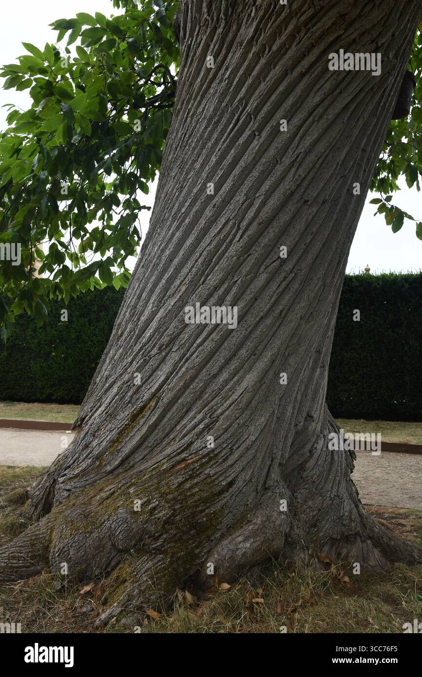 Corteccia di alberi ritorti Foto Stock