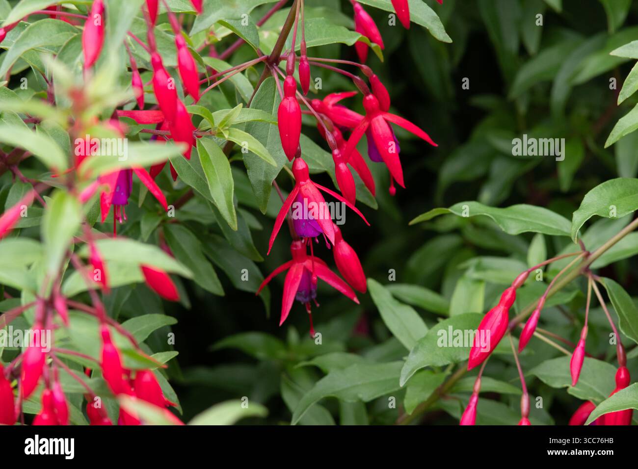 Fucsia "Bernisser Hardy" Foto Stock