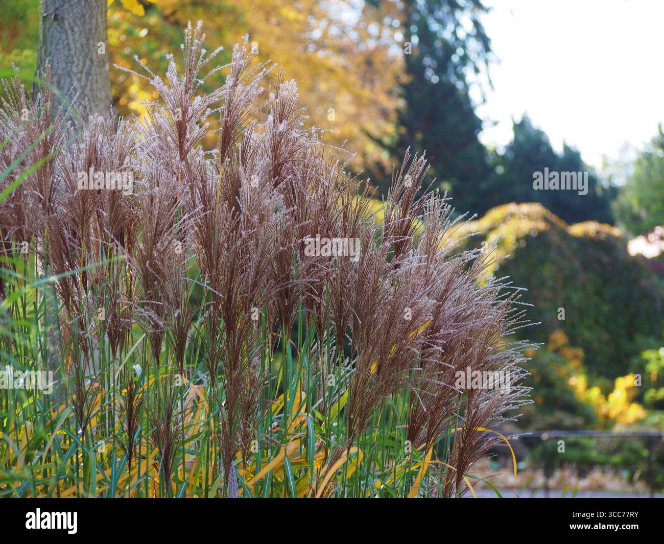 Miscanthus sinensis 'Malepartus' erba ornamentale in autunno, con alti pennacchi piumati e fogliame dorato, che ondeggiano aggraziatamente alla calda luce del sole di ottobre Foto Stock