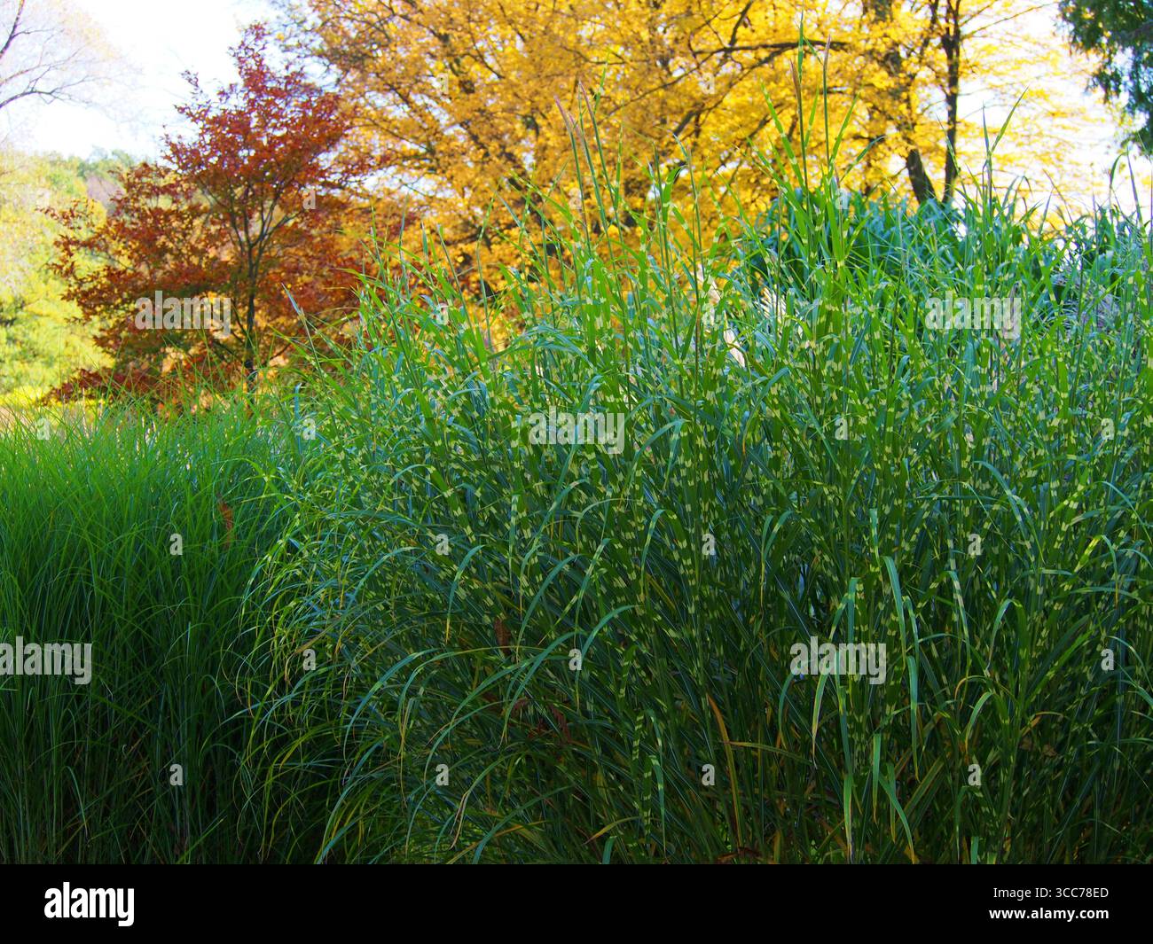 Miscanthus sinensis «Zebrinus» erba ornamentale con distintive bande gialle orizzontali sulle foglie verdi, che colpiscono il fogliame variegato Foto Stock