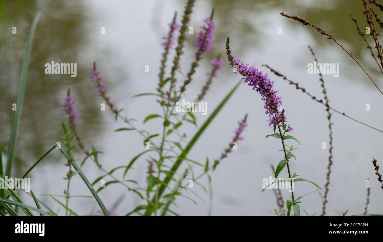 Primo piano di fiori viola che crescono lungo il bordo di un corpo d'acqua calmo, con riflessi morbidi sullo sfondo. Ideale per zone umide, bot Foto Stock