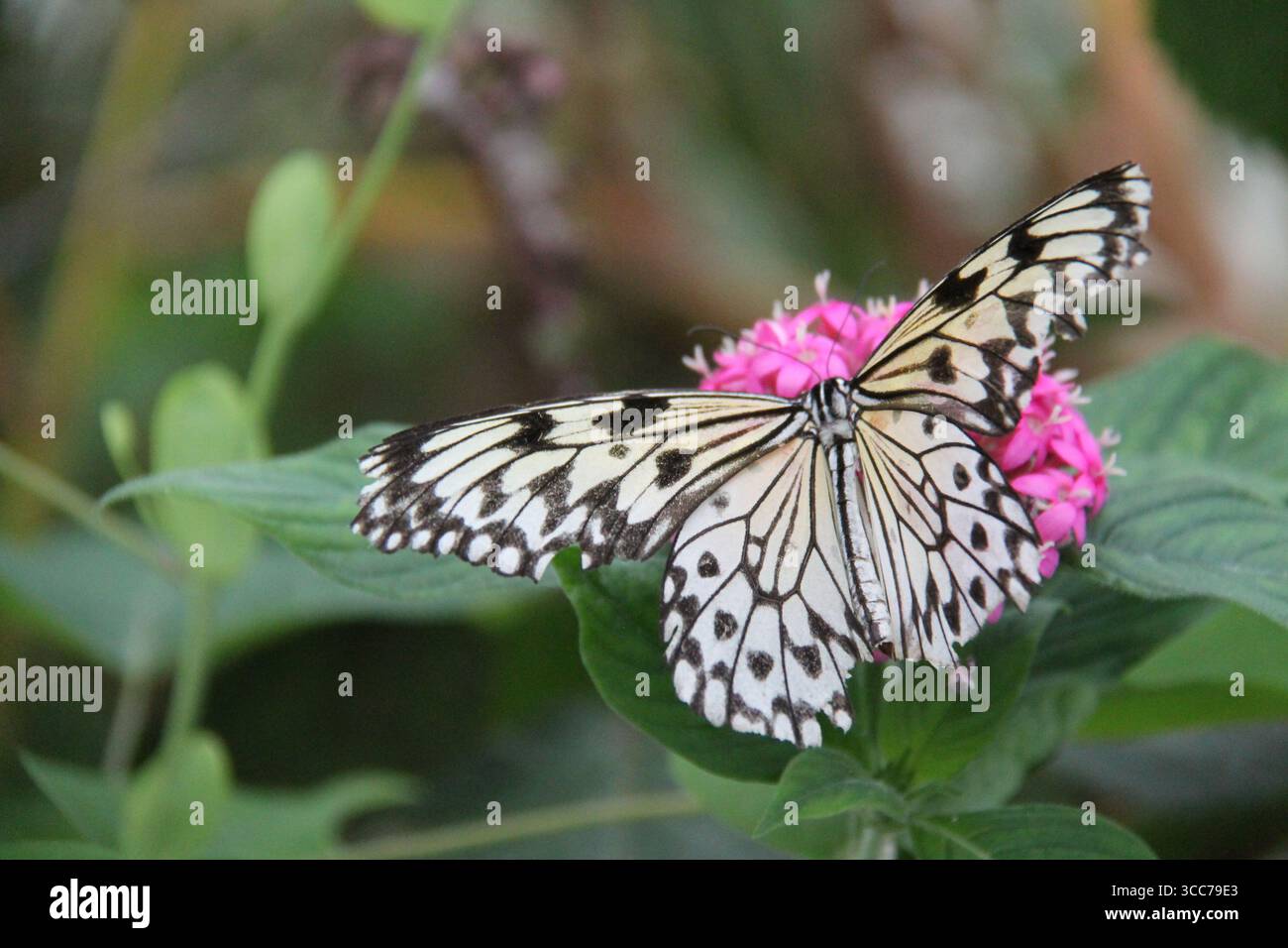 Una farfalla bianca e nera che si nutre da un fiore viola. Foto Stock