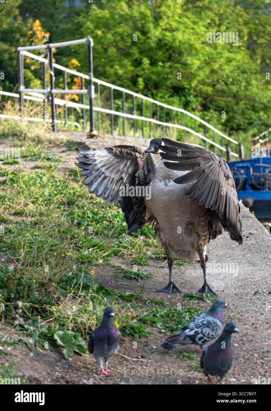 Canada Goose (Branta canadensis) in posizione aggressiva con le sue ali alzate, piccioni molesti, Lea Valley Canal Towpath, Londra. Comportamento degli uccelli. Foto Stock