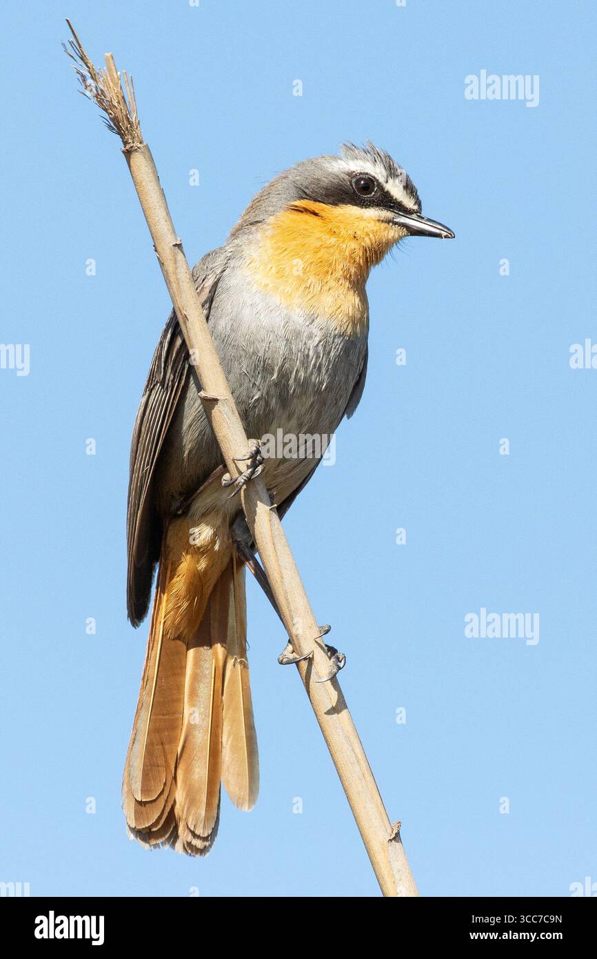Cape Robin-chat (Cossypha caffra), Robertson, Capo Occidentale, Sudafrica Foto Stock