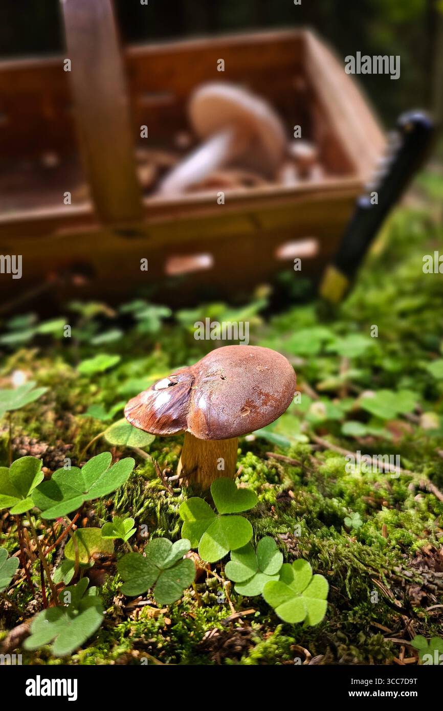 Ein frisch aus dem Boden gewachsener Maronenröhrling Imleria badia, auch Marone und Braunkappe genannt, steht zwischen Sauerklee Pflanzen in einem Wald bei Annaberg-Buchholz. Im Erzgebirge Hat die Pilzsaison begonnen, nach dem feuchten Wetter der letzten Tage wachsen jetzt viele Pilze. Der Maronenröhrling ist ein guter Speispilz. Annaberg-Buchholz Sachsen Deutschland *** Un boletto di castagno Imleria badia, chiamato anche castagno e berretto bruno, appena coltivato dal terreno, si trova tra le piante di legno di ciottoli in una foresta vicino ad Annaberg Buchholz nei Monti Ore la stagione dei funghi è iniziata, afte Foto Stock