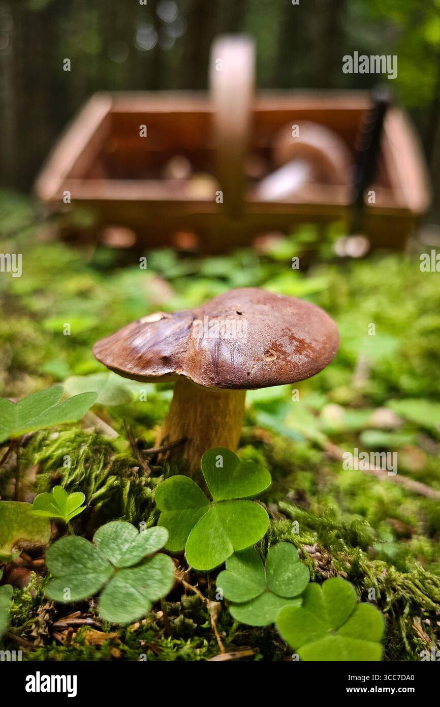 Ein frisch aus dem Boden gewachsener Maronenröhrling Imleria badia, auch Marone und Braunkappe genannt, steht zwischen Sauerklee Pflanzen in einem Wald bei Annaberg-Buchholz. Im Erzgebirge Hat die Pilzsaison begonnen, nach dem feuchten Wetter der letzten Tage wachsen jetzt viele Pilze. Der Maronenröhrling ist ein guter Speispilz. Annaberg-Buchholz Sachsen Deutschland *** Un boletto di castagno Imleria badia, chiamato anche castagno e berretto bruno, appena coltivato dal terreno, si trova tra le piante di legno di ciottoli in una foresta vicino ad Annaberg Buchholz nei Monti Ore la stagione dei funghi è iniziata, afte Foto Stock