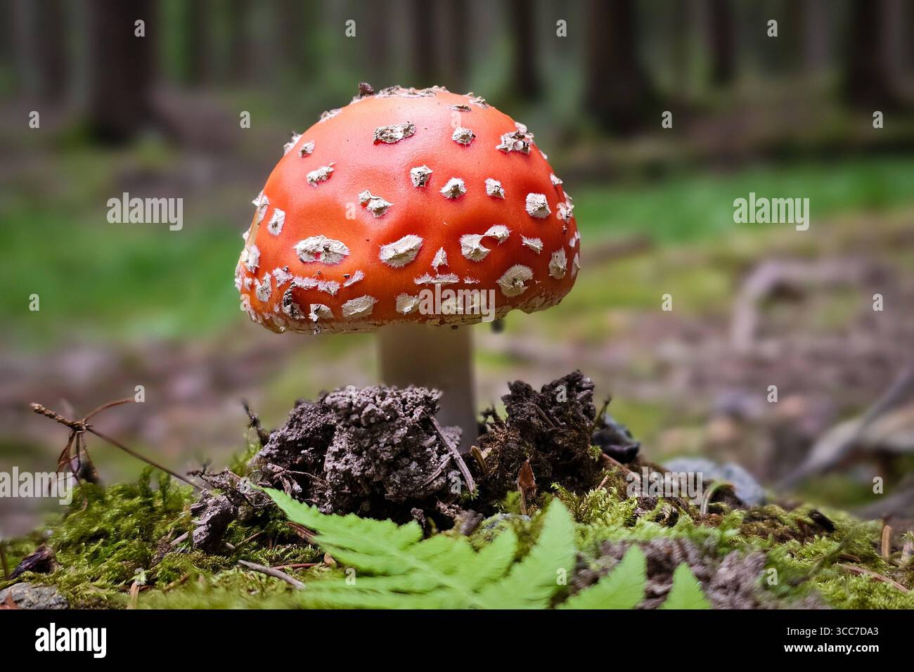 Ein frisch aus dem Boden gewachsener Fliegenpilz Amanita muscaria steht in einem Wald bei Annaberg-Buchholz. Im Erzgebirge Hat die Pilzsaison begonnen, nach dem feuchten Wetter der letzten Tage wachsen jetzt viele Pilze. Der Fliegenpilz ist eine Giftige Pilzart aus der Familie der Wulstlinge. Annaberg-Buchholz Sachsen Deutschland *** Un Amanita musaria agarica mosca appena coltivata si trova in una foresta vicino Annaberg Buchholz nell'Erzgebirge la stagione dei funghi è iniziata, dopo il clima umido degli ultimi giorni molti funghi stanno ora crescendo l'agarico mosca è una specie di funghi velenosi da t Foto Stock