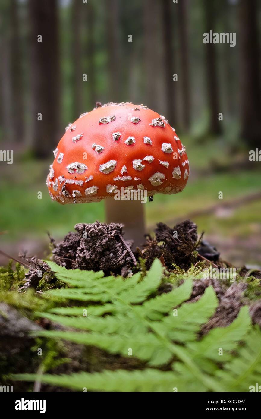 Ein frisch aus dem Boden gewachsener Fliegenpilz Amanita muscaria steht in einem Wald bei Annaberg-Buchholz. Im Erzgebirge Hat die Pilzsaison begonnen, nach dem feuchten Wetter der letzten Tage wachsen jetzt viele Pilze. Der Fliegenpilz ist eine Giftige Pilzart aus der Familie der Wulstlinge. Annaberg-Buchholz Sachsen Deutschland *** Un Amanita musaria agarica mosca appena coltivata si trova in una foresta vicino Annaberg Buchholz nell'Erzgebirge la stagione dei funghi è iniziata, dopo il clima umido degli ultimi giorni molti funghi stanno ora crescendo l'agarico mosca è una specie di funghi velenosi da t Foto Stock