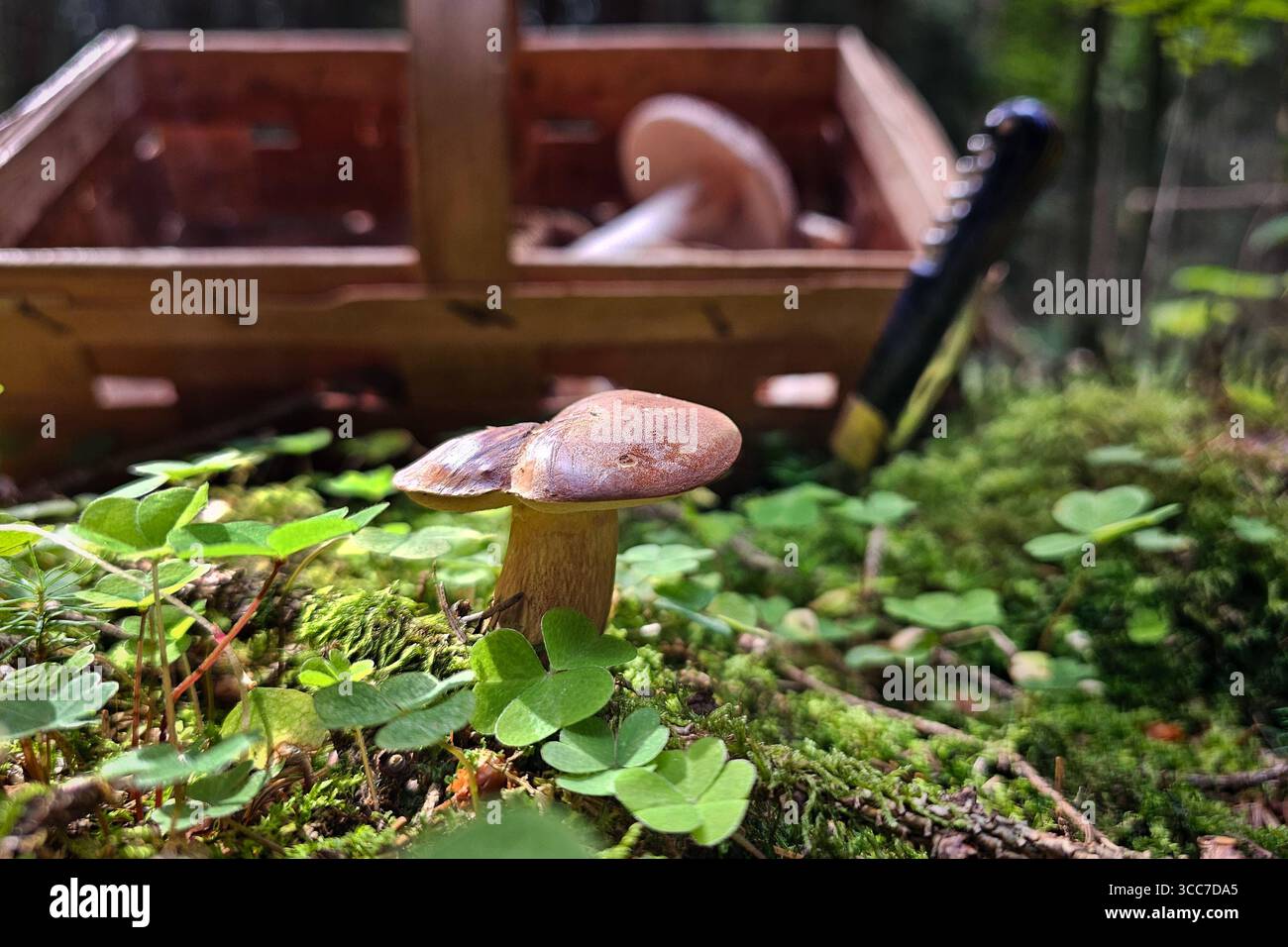 Ein frisch aus dem Boden gewachsener Maronenröhrling Imleria badia, auch Marone und Braunkappe genannt, steht zwischen Sauerklee Pflanzen in einem Wald bei Annaberg-Buchholz. Im Erzgebirge Hat die Pilzsaison begonnen, nach dem feuchten Wetter der letzten Tage wachsen jetzt viele Pilze. Der Maronenröhrling ist ein guter Speispilz. Annaberg-Buchholz Sachsen Deutschland *** Un boletto di castagno Imleria badia, chiamato anche castagno e berretto bruno, appena coltivato dal terreno, si trova tra le piante di legno di ciottoli in una foresta vicino ad Annaberg Buchholz nei Monti Ore la stagione dei funghi è iniziata, afte Foto Stock