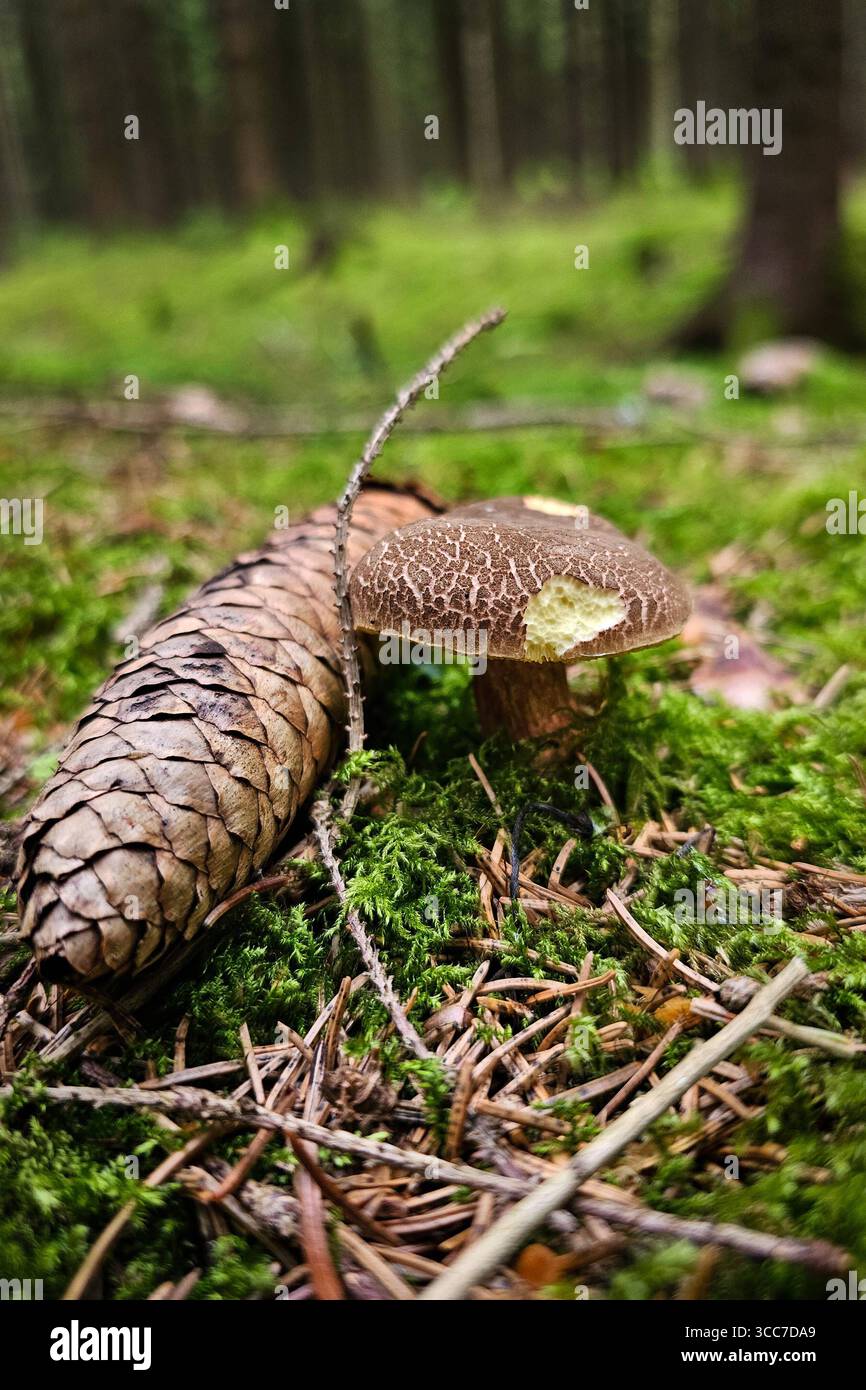 Ein frisch aus dem Boden gewachsener Rotfußröhrling Xerocomellus chrysenteron, auch Ziegenlippe genannt, steht in einem Wald bei Annaberg-Buchholz. Im Erzgebirge Hat die Pilzsaison begonnen, nach dem feuchten Wetter der letzten Tage wachsen jetzt viele Pilze. Der Rotfußröhrling ist ein beliebter und häufiger Speispilz. Annaberg-Buchholz Sachsen Deutschland *** Un boletus Xerocomellus chrysenteron, detto anche labbro di capra, appena coltivato, sorge in una foresta vicino ad Annaberg Buchholz nei Monti dell'ore la stagione dei funghi è iniziata, dopo il clima umido degli ultimi giorni, molti funghi Foto Stock